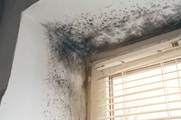 Affordable Bathroom Mold Removal solutions in Central Lake, MI